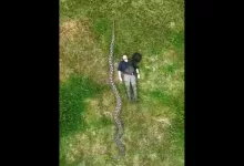 Piton retikulata Sulawesi