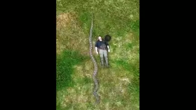 Piton retikulata Sulawesi