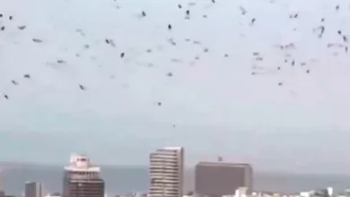 burung gagak tel aviv