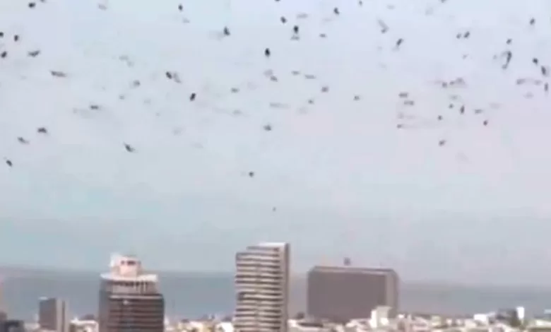 burung gagak tel aviv