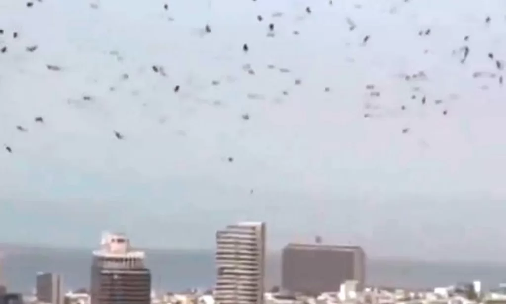 burung gagak tel aviv
