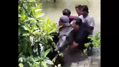 viral lumba-lumba terdampar Aceh