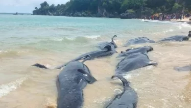 paus pilot terdampar ntt