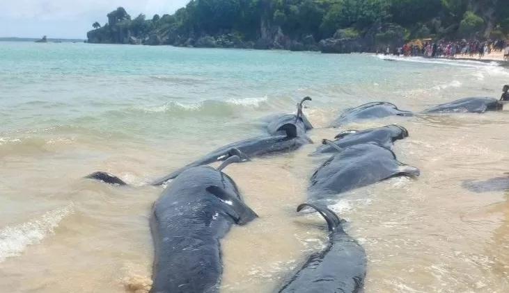 paus pilot terdampar ntt