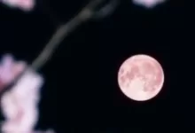 Pink Moon