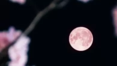 Pink Moon