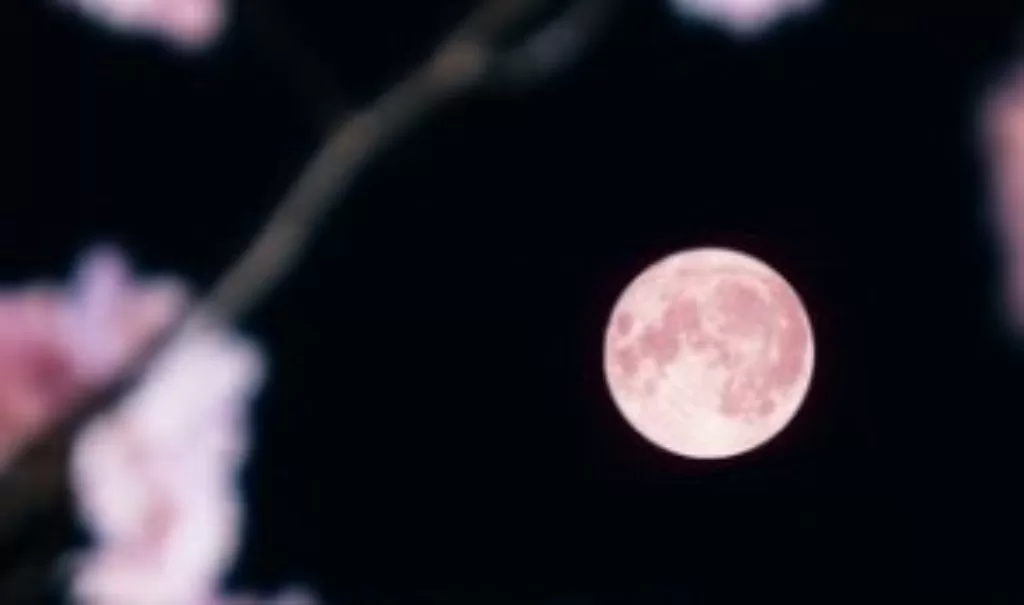 Pink Moon