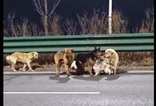 viral video 7 anjing china