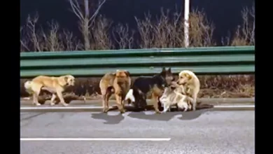 viral video 7 anjing china