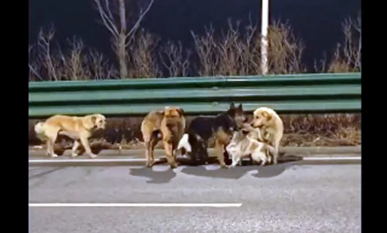 viral video 7 anjing china