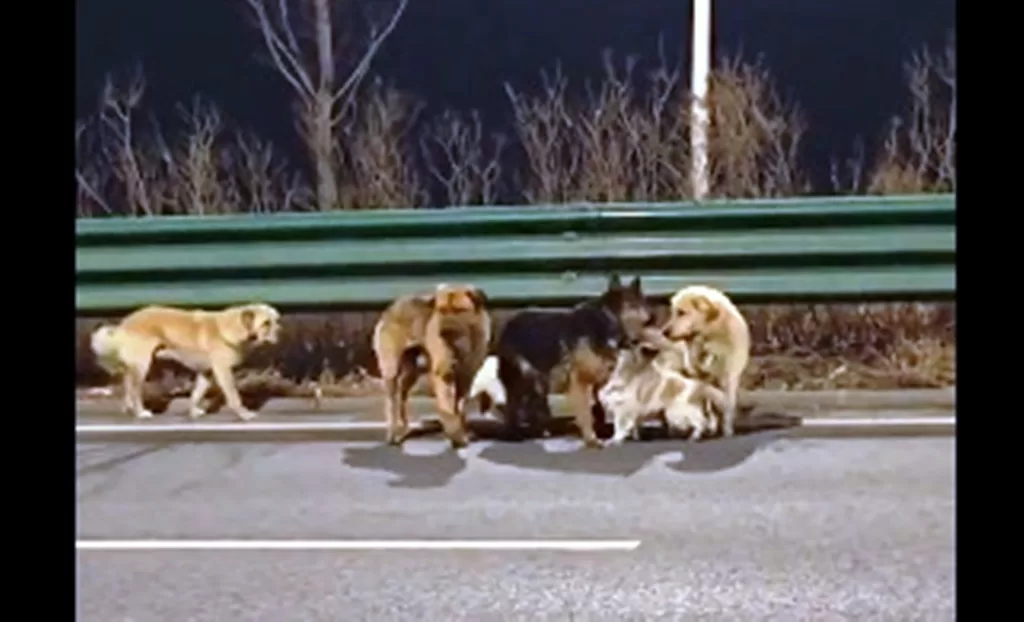 viral video 7 anjing china