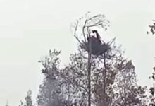 orangutan karhutla kalteng