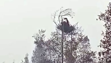 orangutan karhutla kalteng