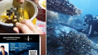 video viral penyu raja ampat