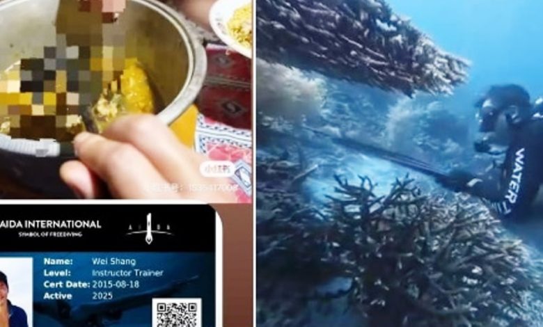 video viral penyu raja ampat
