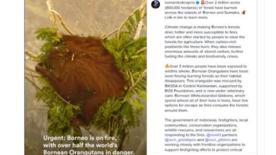 Leonardo DiCaprio karhutla kalimantan