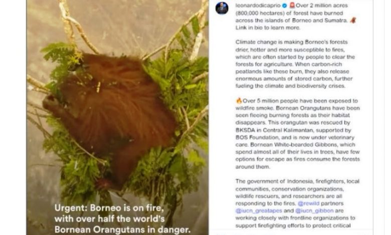 Leonardo DiCaprio karhutla kalimantan