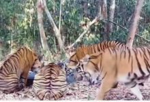 harimau way kambas