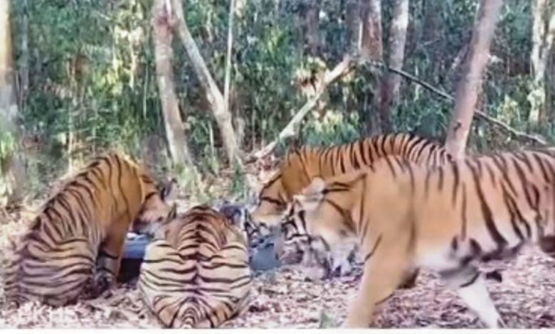 harimau way kambas